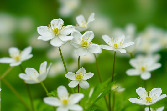 【2026/5/2(土)】金剛山🪷ニリンソウの花