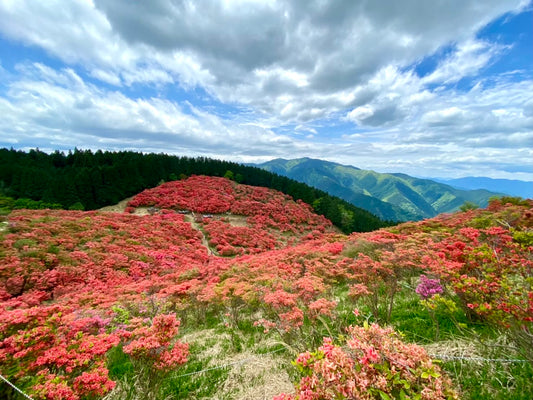 【2026/5/16(土)】大和葛城山 🌺 ツツジ登山(奈良)