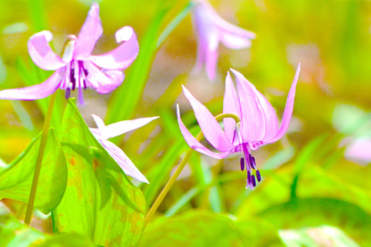 【2026/4/18(土)】金剛山🪻カタクリの花
