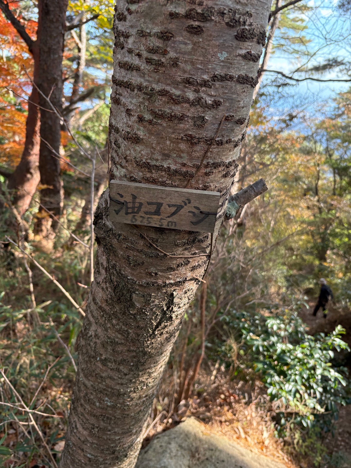 【2026/9/27(日)】六甲全縦走③⛰️摩耶山〜六甲山（兵庫）