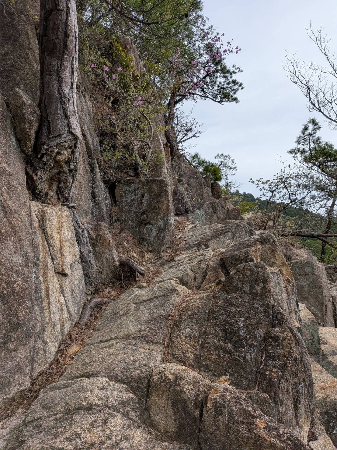 【2026/11/23(月・祝)】摩耶山 ⛰️ 行者尾根〜天狗道（兵庫）